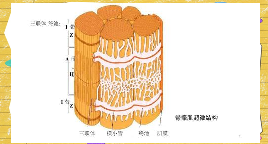 丝氨酸蛋白酶催化三联体的奥秘