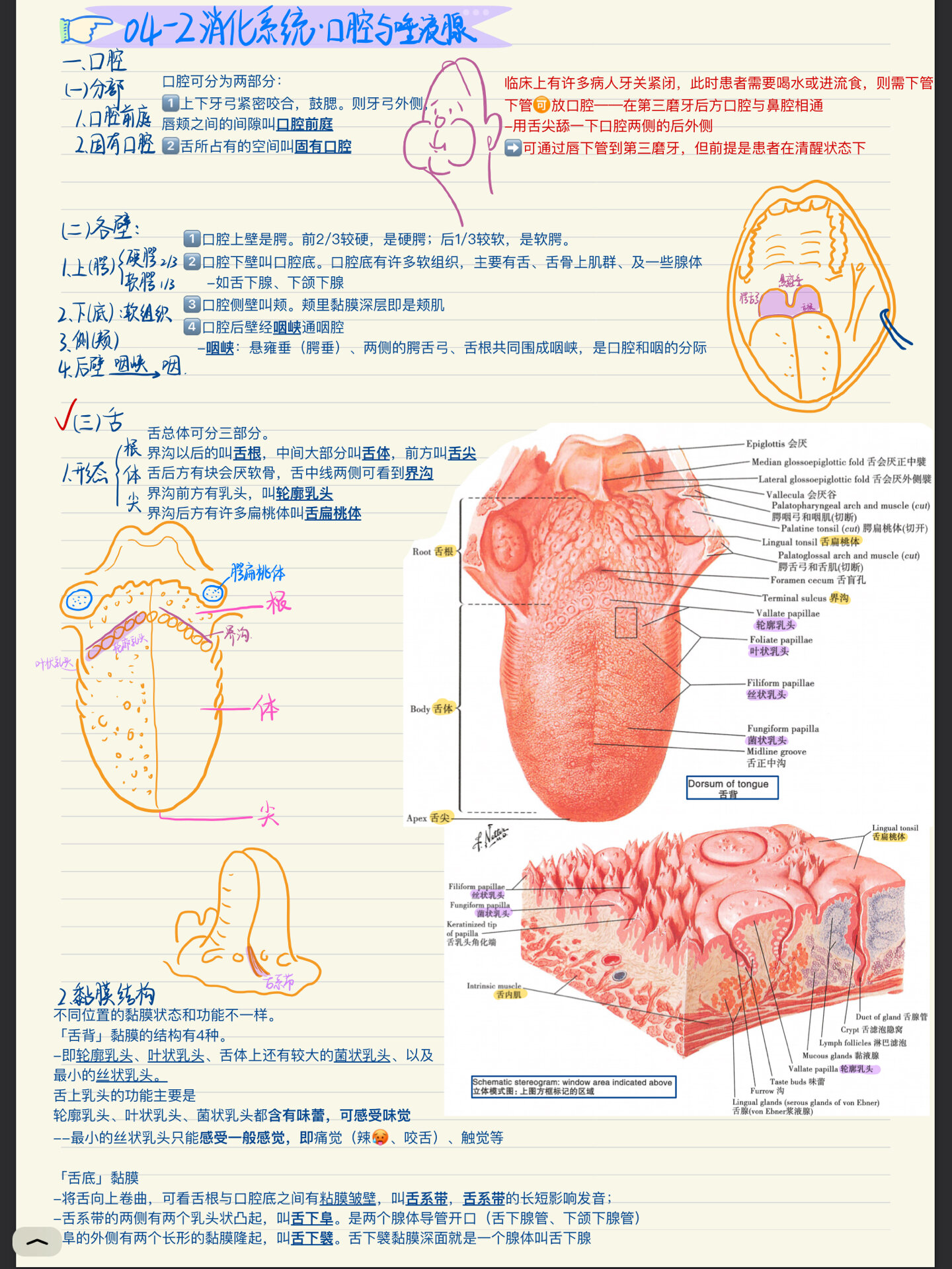 💀人体解剖学/4.2📝消化系统
