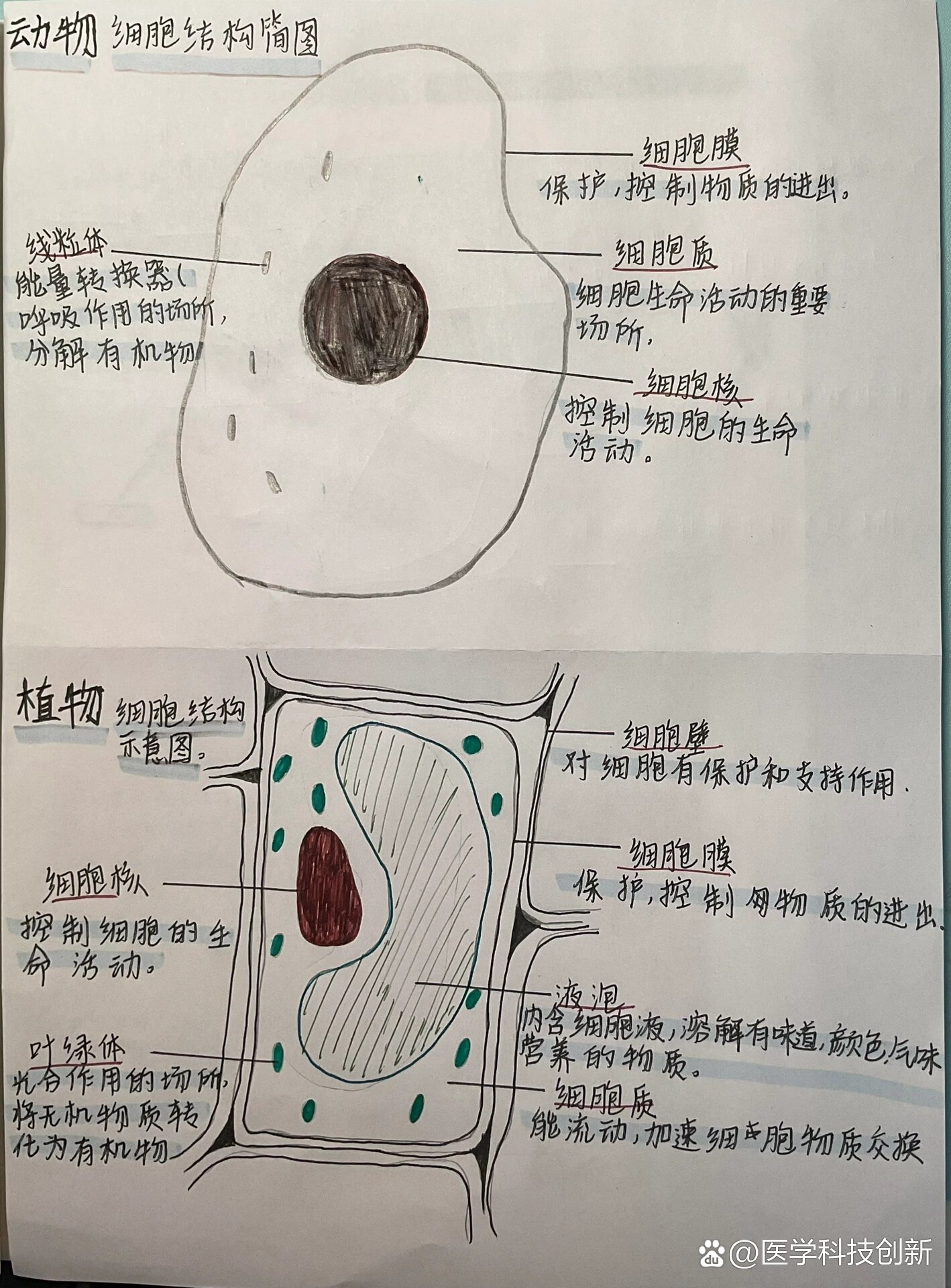 植物细胞结构简图 br 你们有这个生物作业嘛?