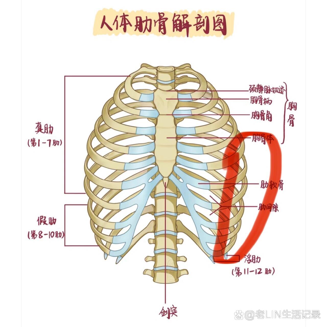 左肋骨疼痛位置图图片