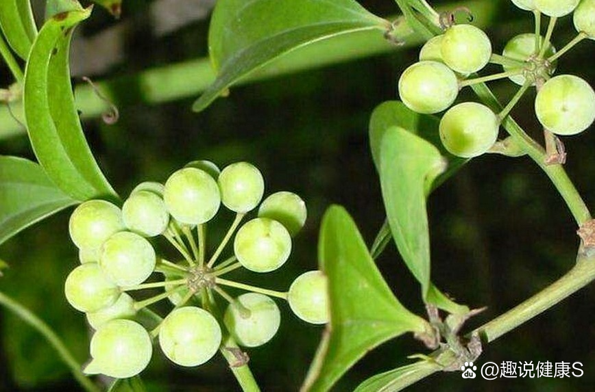 知识每日推荐 br>【每日一药】菝葜 baqia  br>【别名】金刚头,金刚根