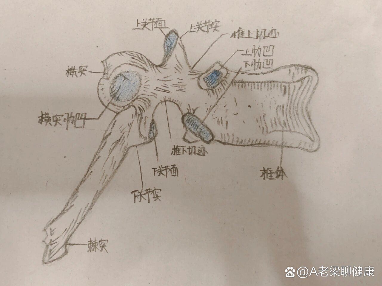 画胸椎侧面观图作业图片