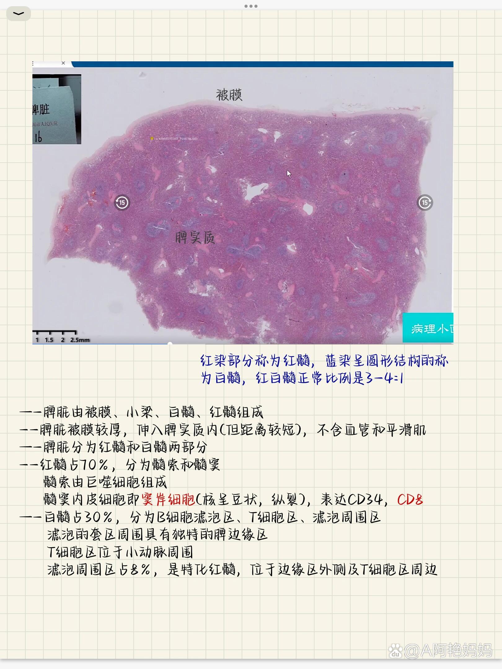 脾的组织学结构图片