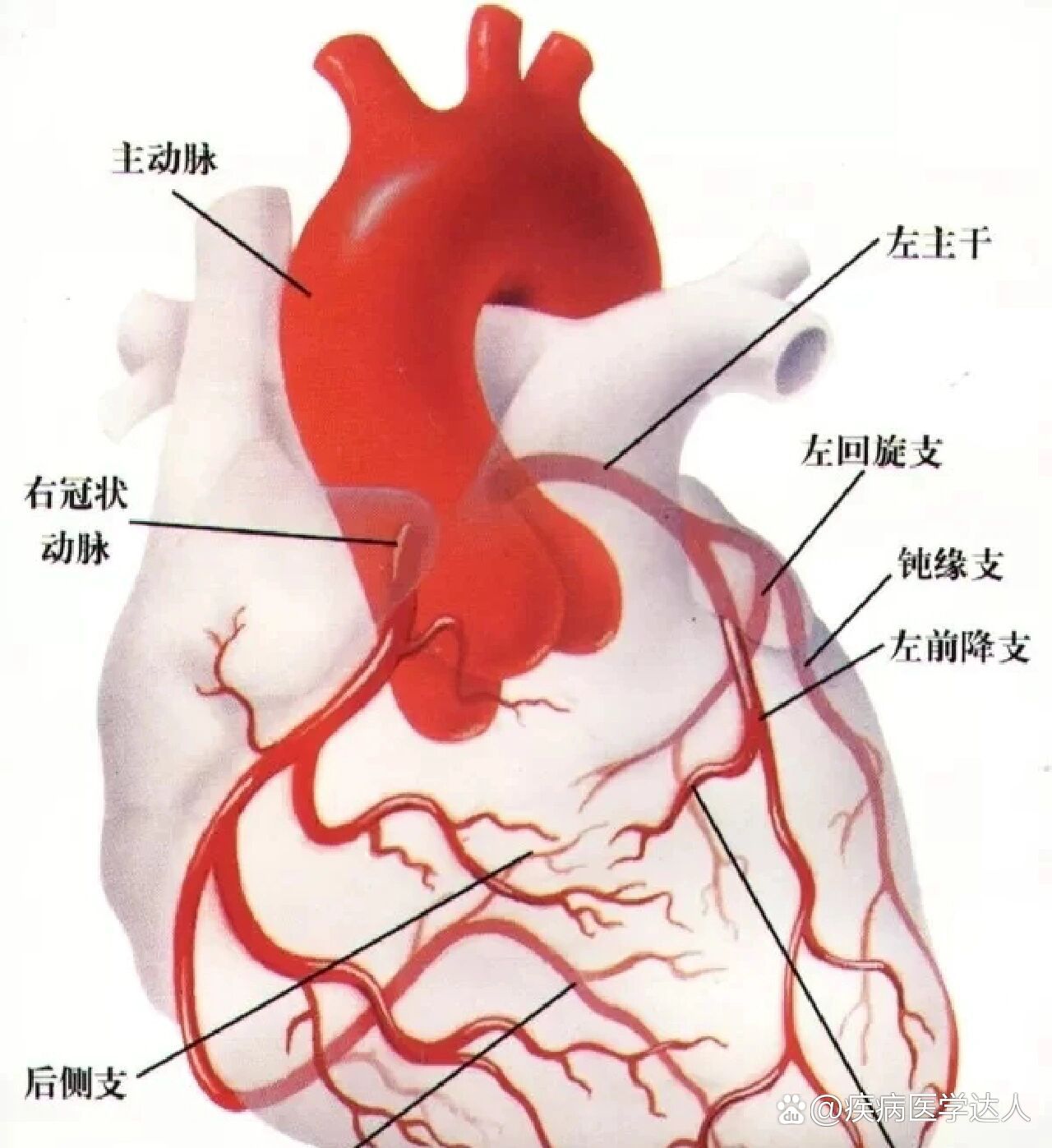心脏三大血管名称图片
