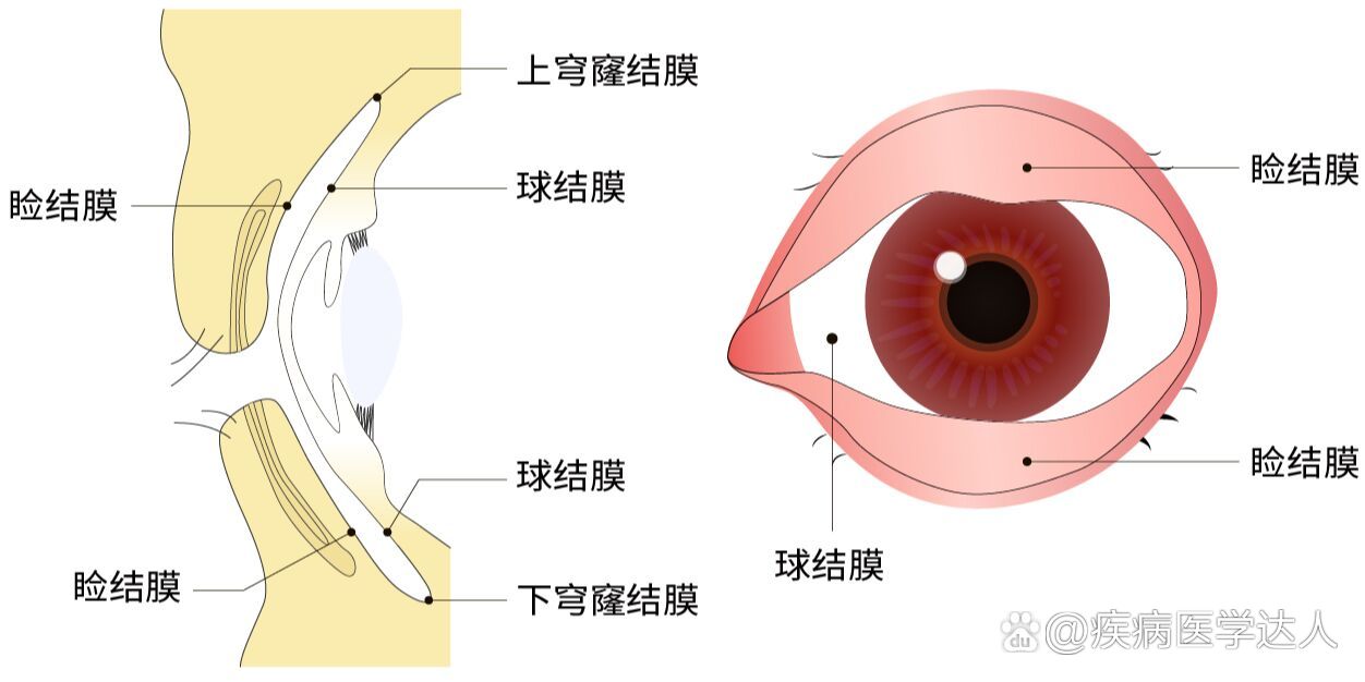 结膜和巩膜的位置图片