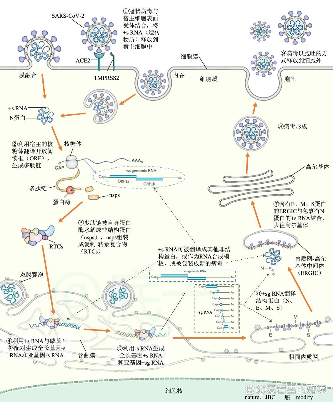 核糖体形成过程图解图片