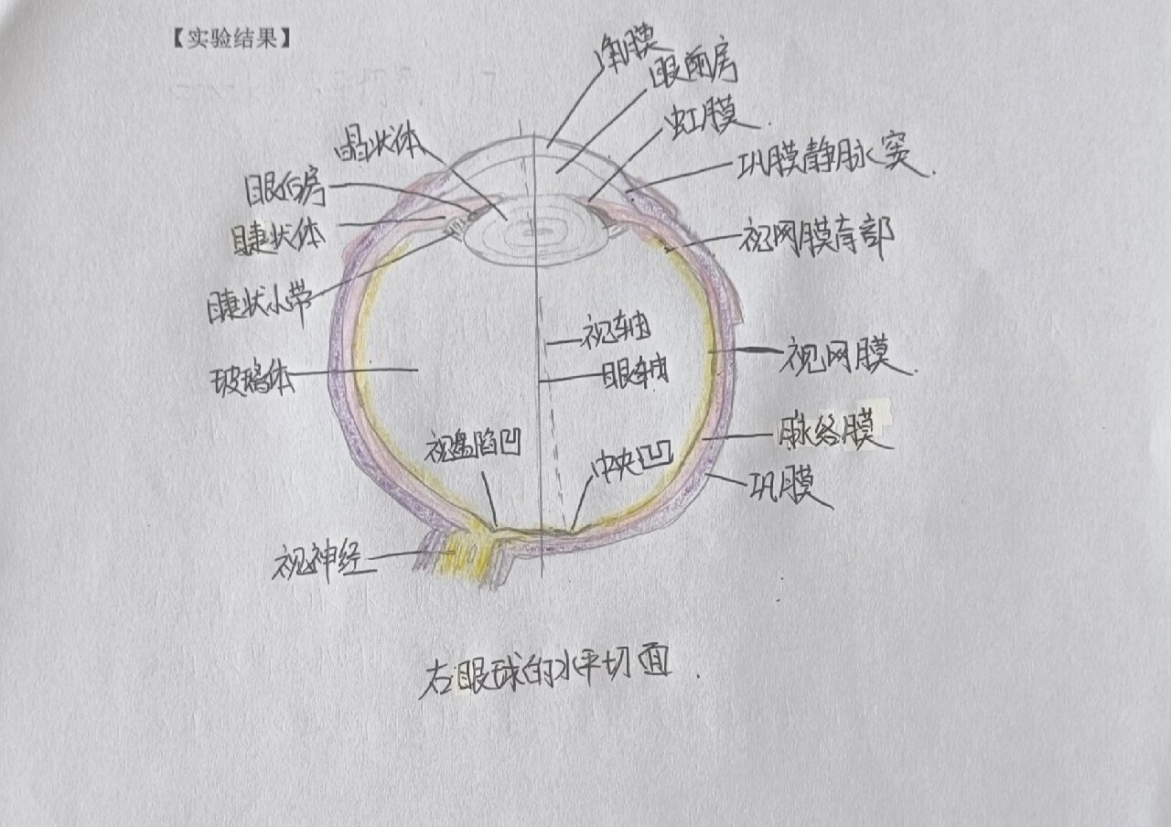 眼球平面图绘画图片