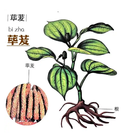 荜茇的功效与作用
