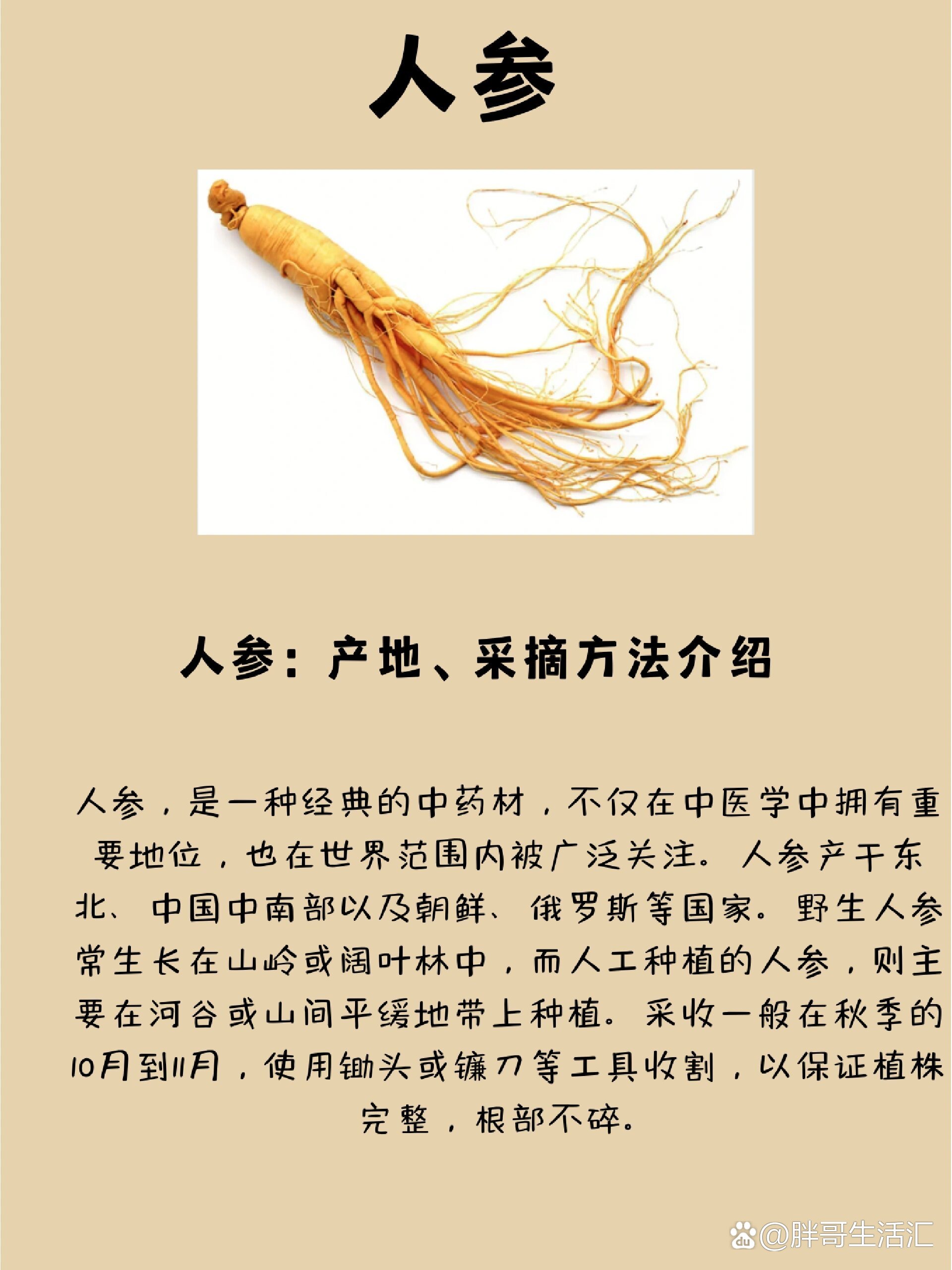 中草药之人参小知识