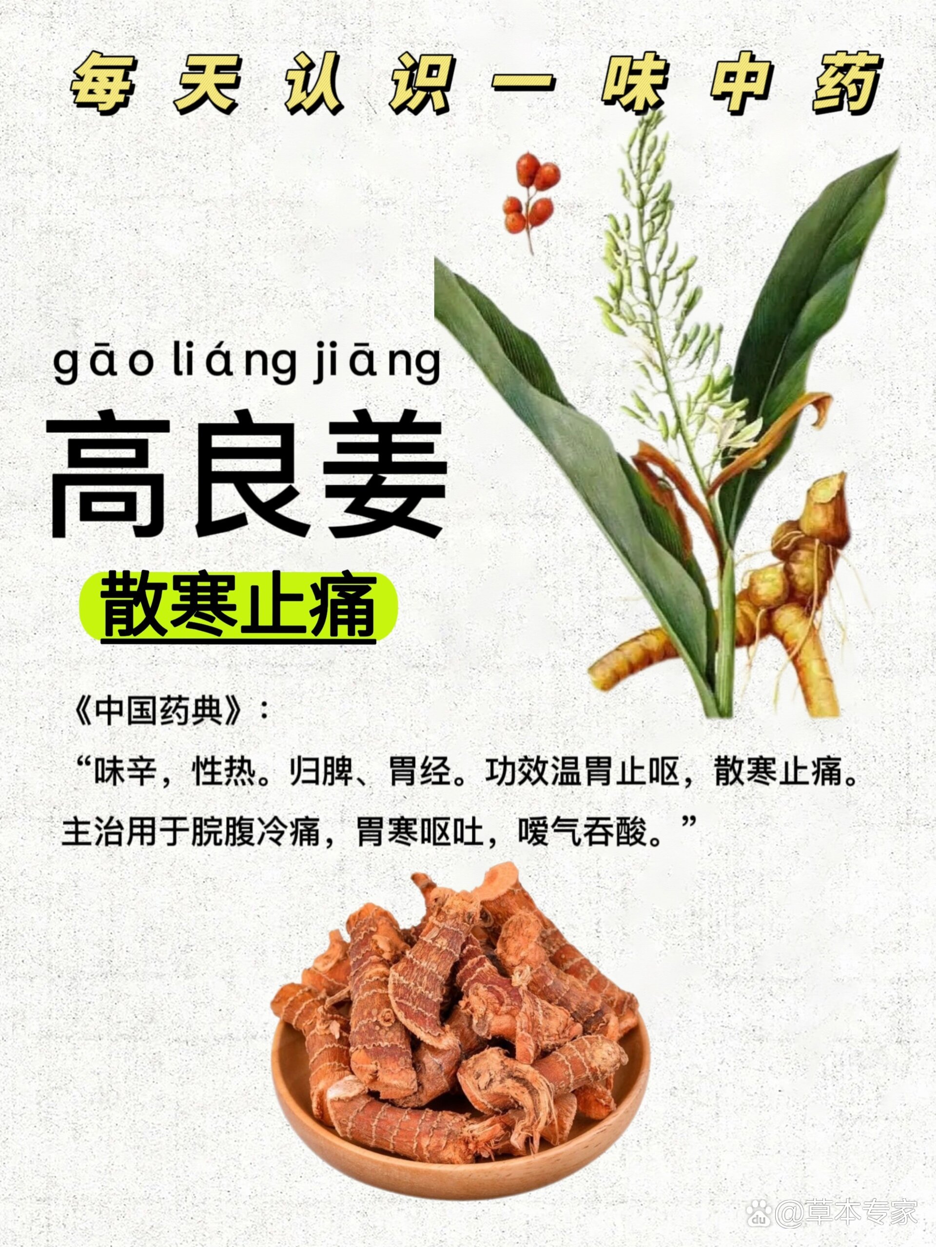 第351天:认识《高良姜》