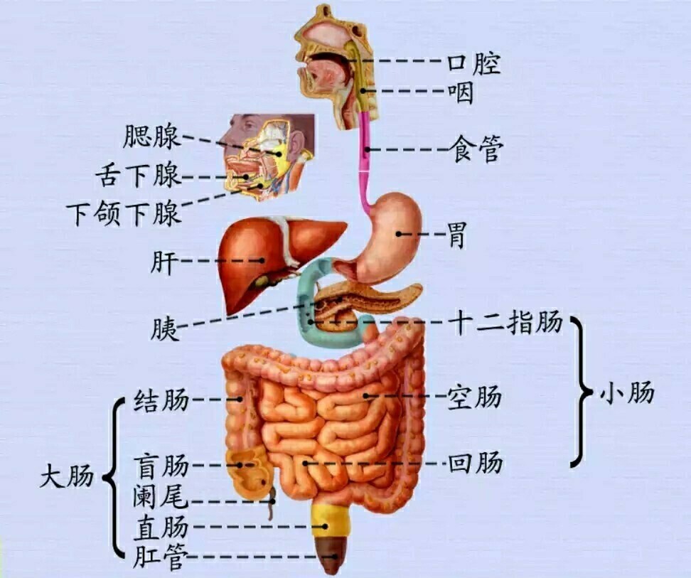 消化系统解剖图959595