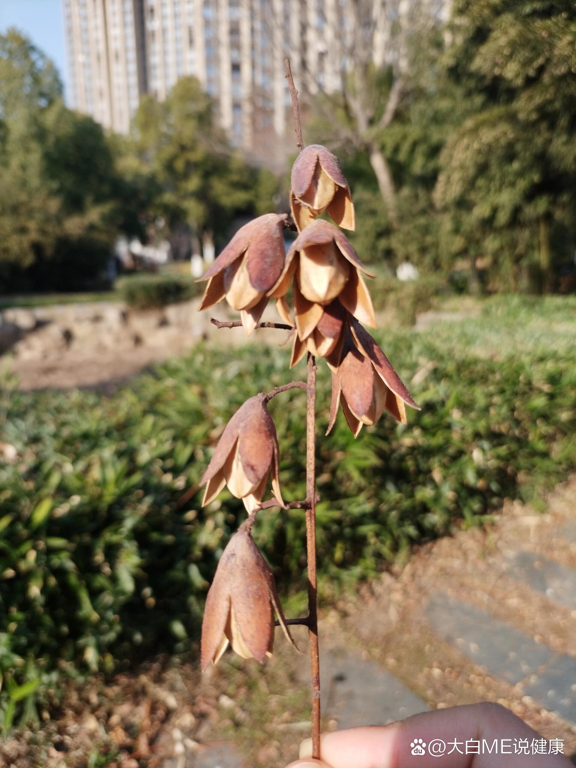 香椿树一般在栽植七八年后才能开花结果,在五六月开花,9-10月果实成熟