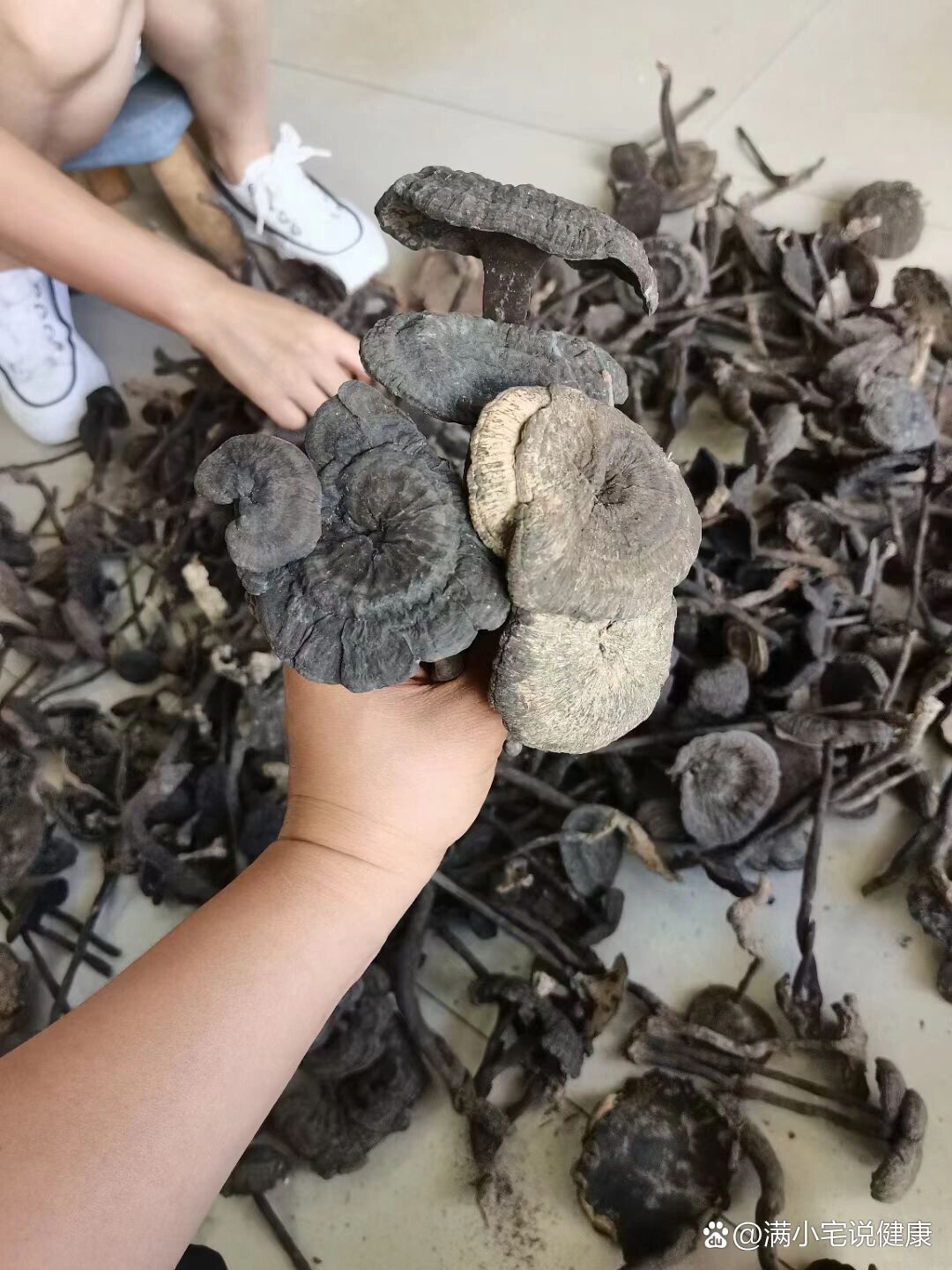 野生香血灵芝,血灵芝可以清热解毒的作用,可以达到通