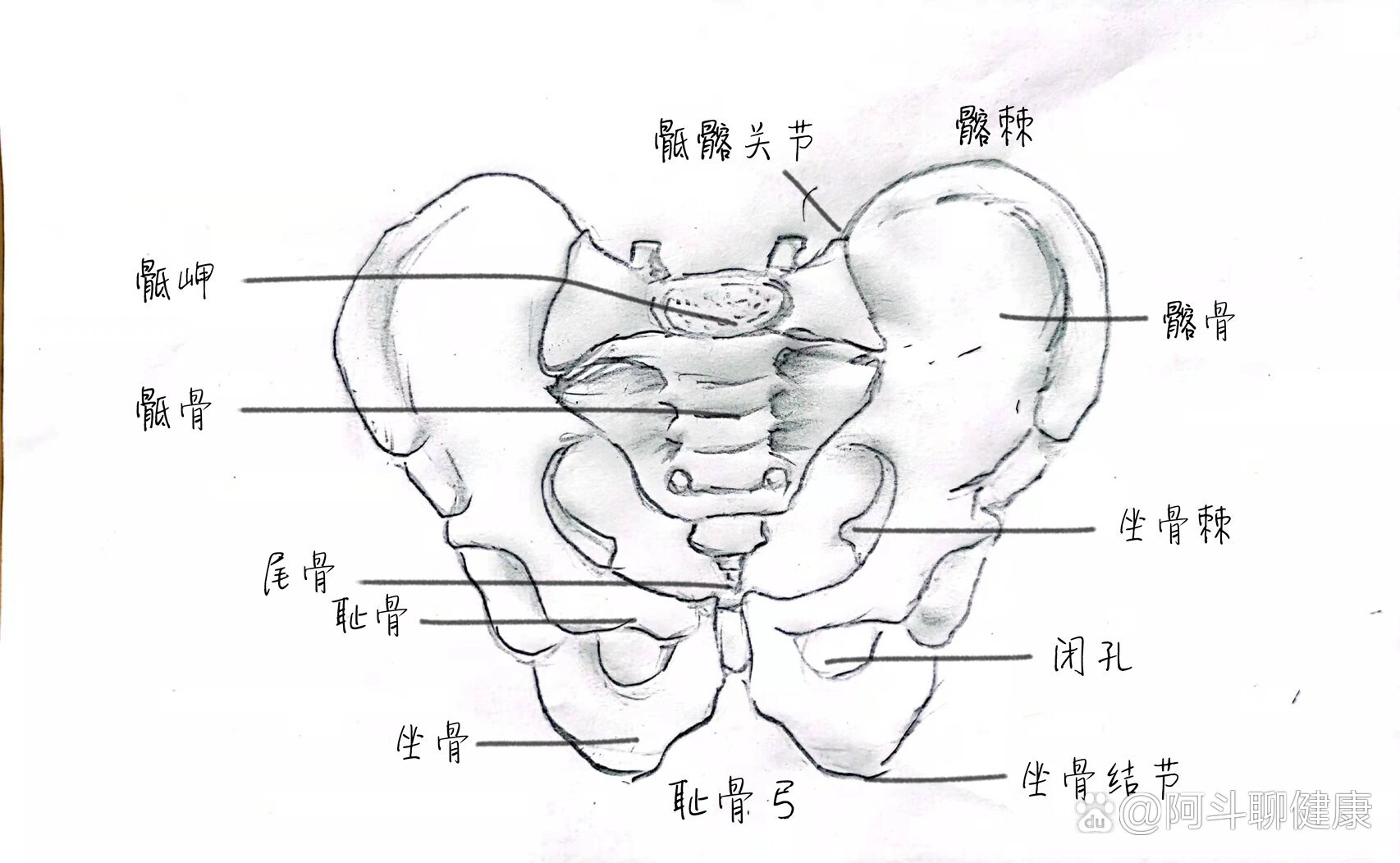 女性骨盆平面及径线图图片