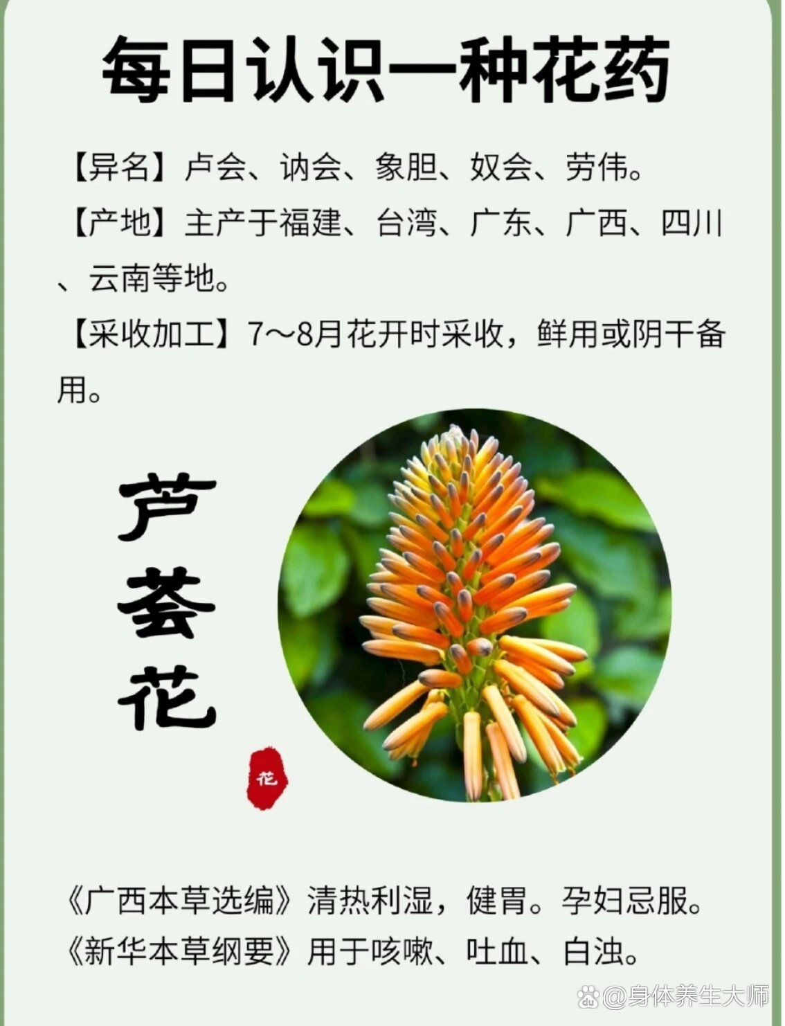 芦荟花功效图片