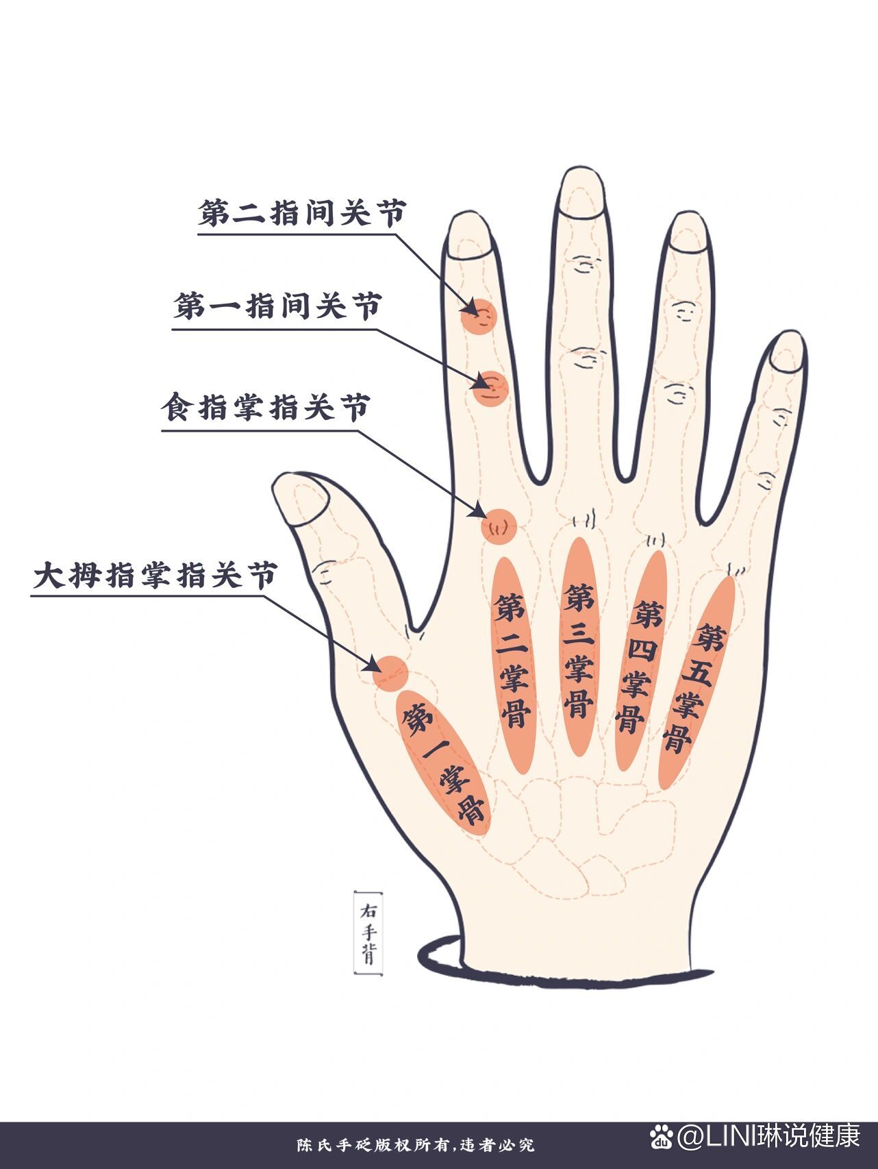 手部部位名称(高清图解大全)