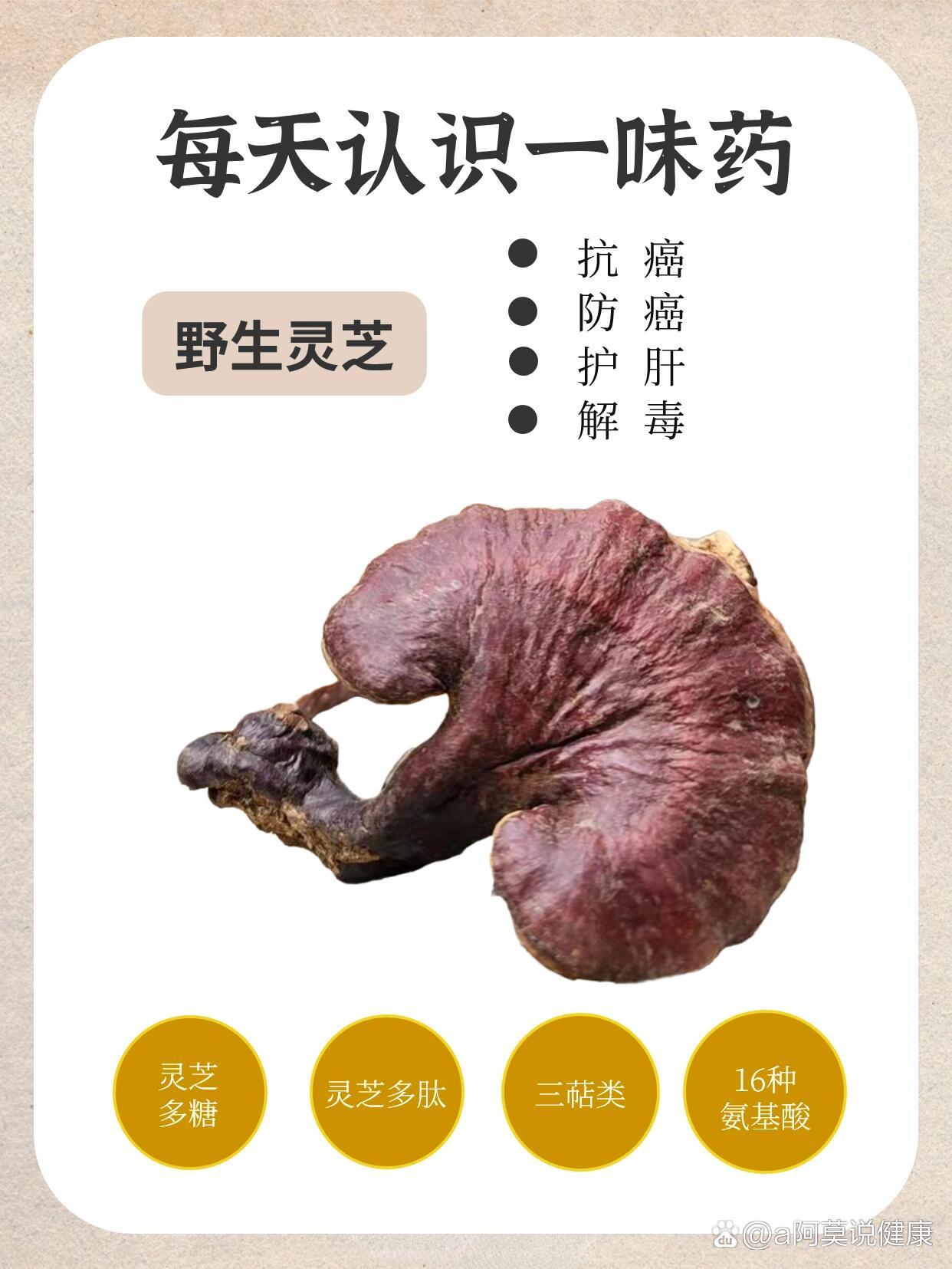 野生灵芝——防癌抗癌,护肝,清热解读