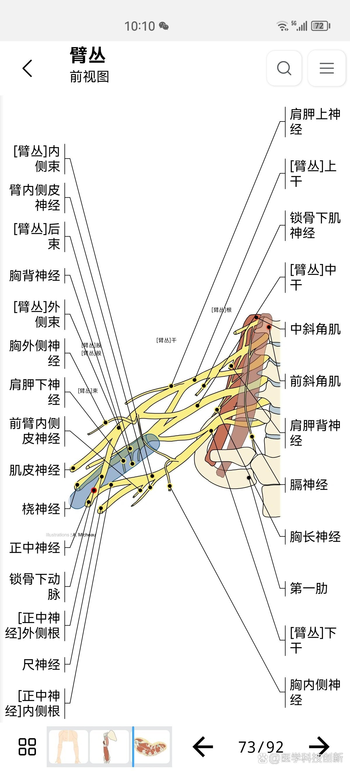 解剖学习 臂丛神经