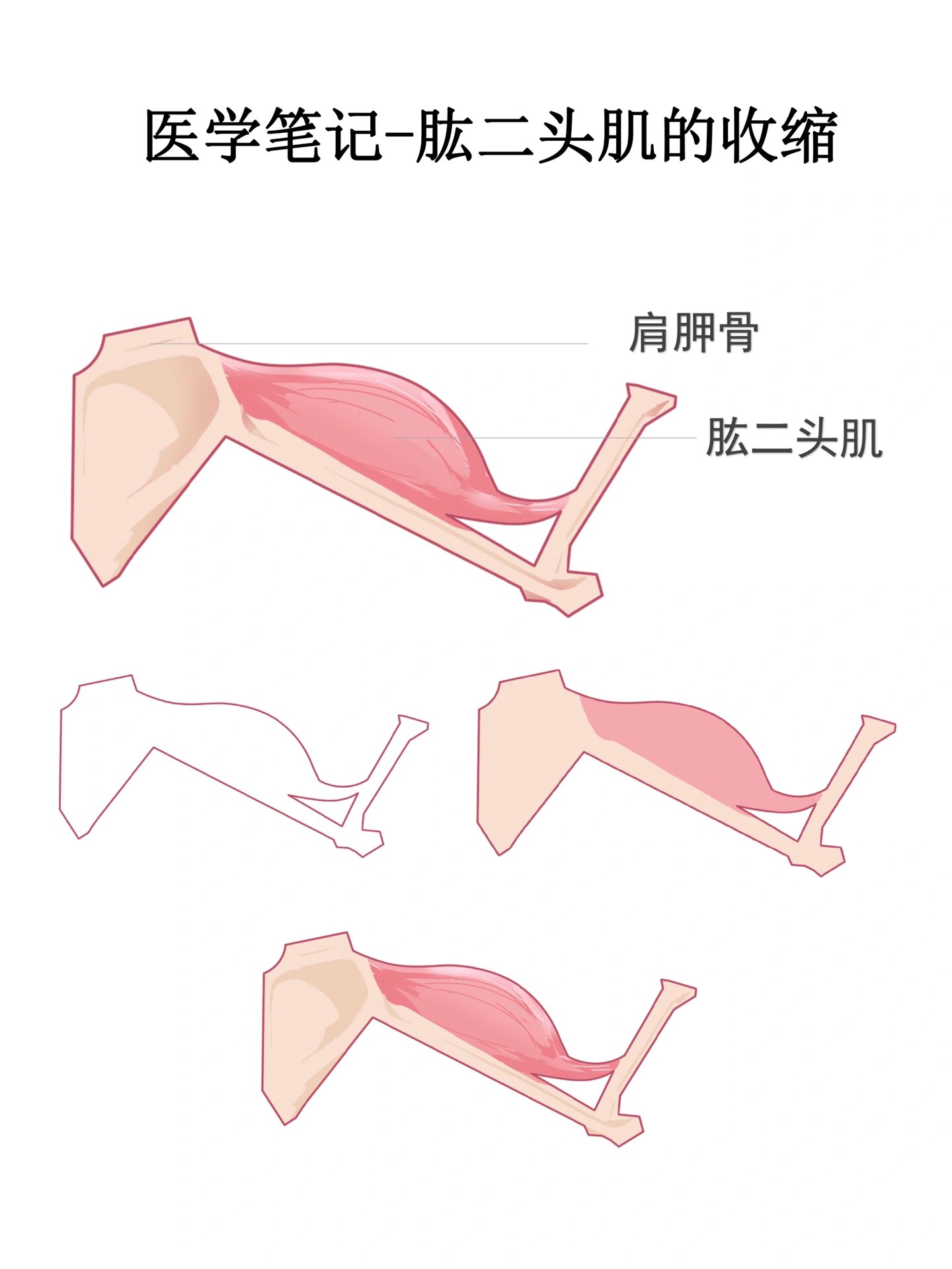 肱二头肌画法图片