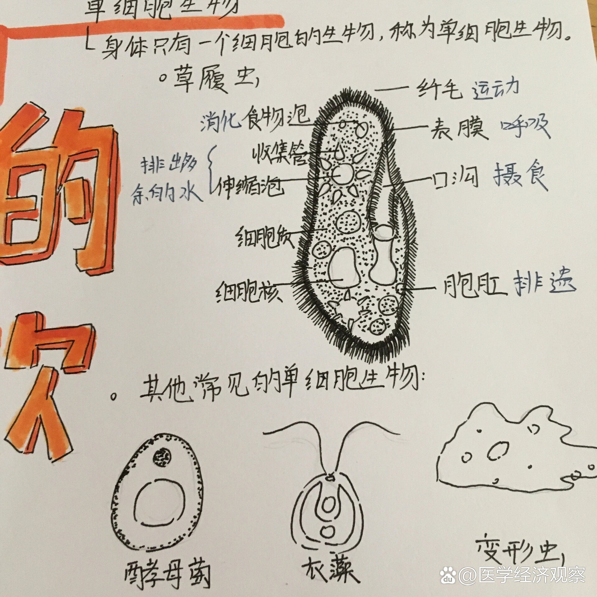 思维导图艺术字可爱体图片