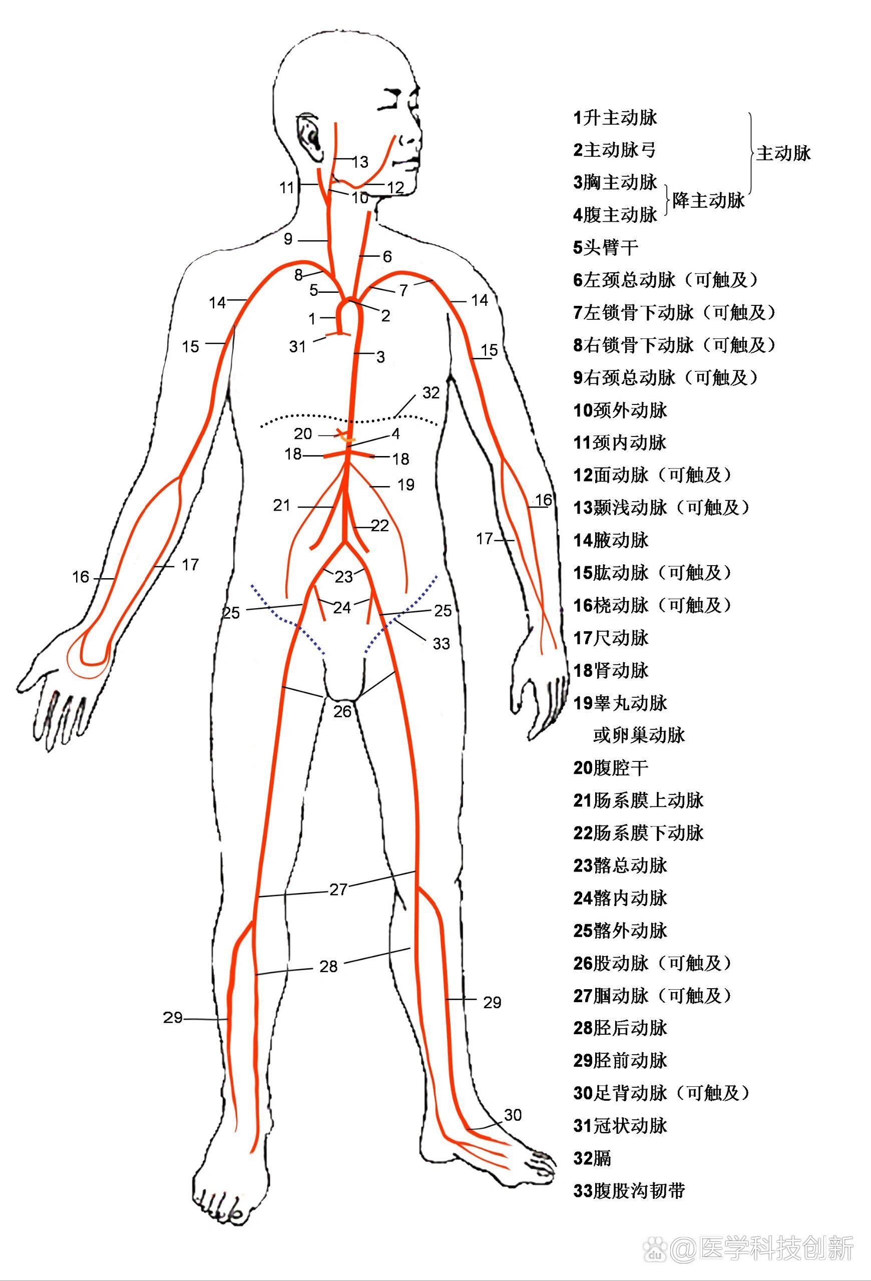 全身的血液循环图