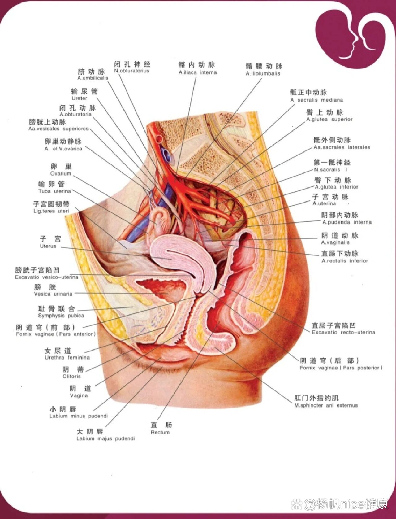 盆腔的结构图图片