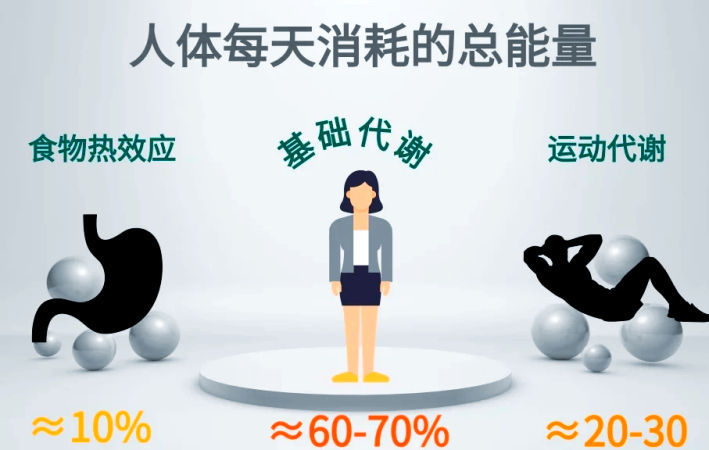 基础代谢率咋算？