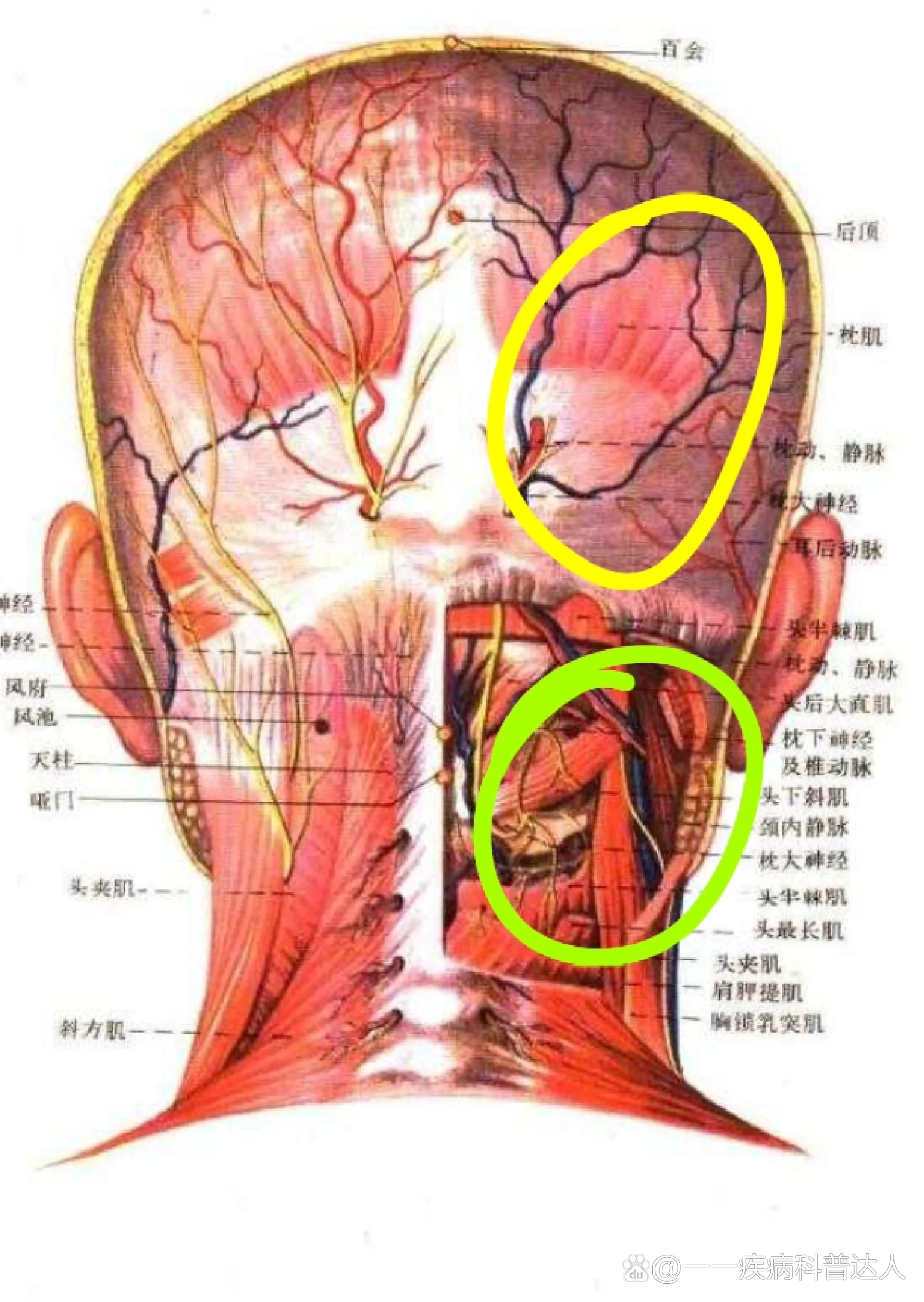 右边后脑勺和脖子连接处酸痛