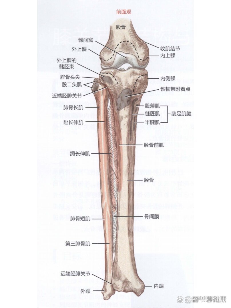 膝关节正常解剖图片