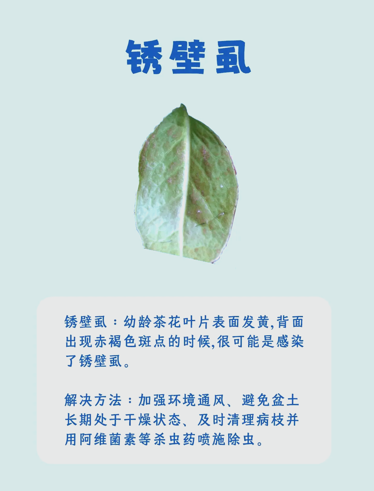 山茶花叶片常见病虫害及防治方法