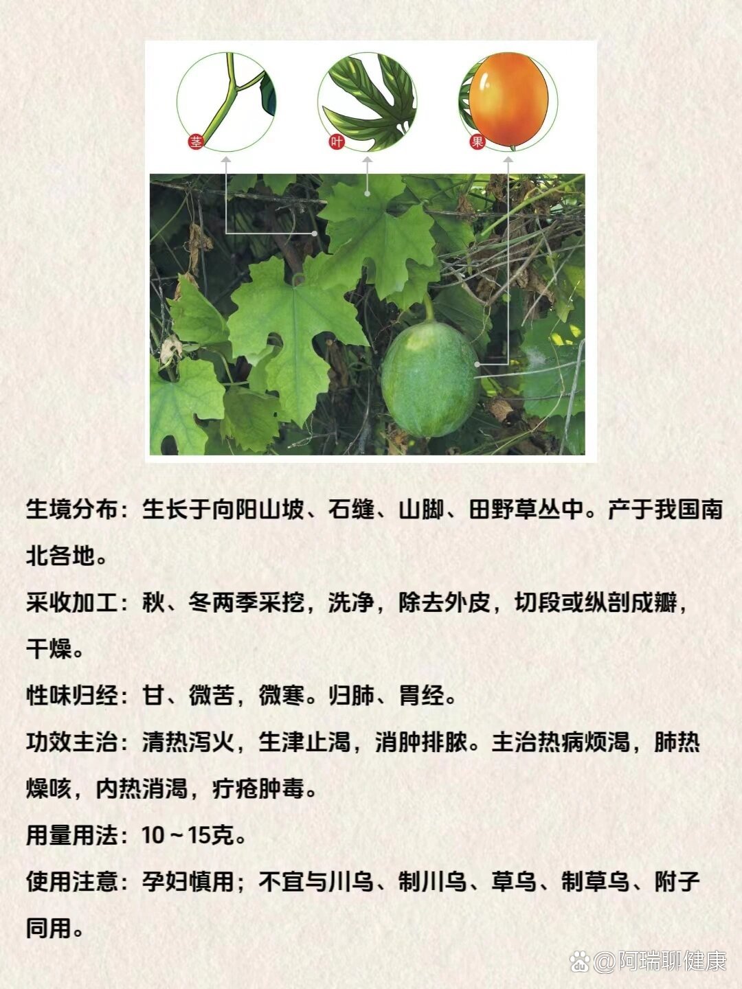 每天懂一味中药材:天花粉