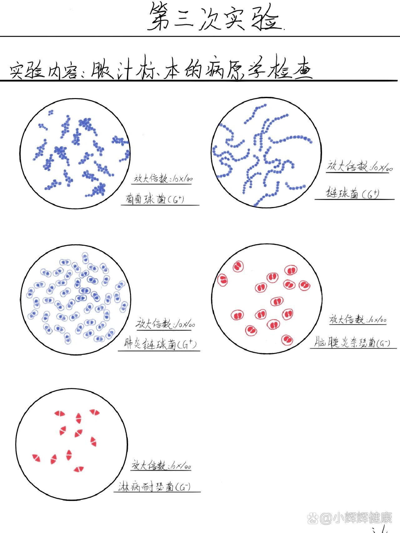 红蓝铅笔手绘微生物实验报告