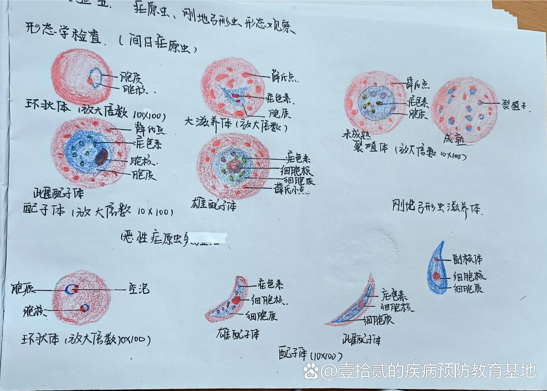 刚地弓形虫手绘图片