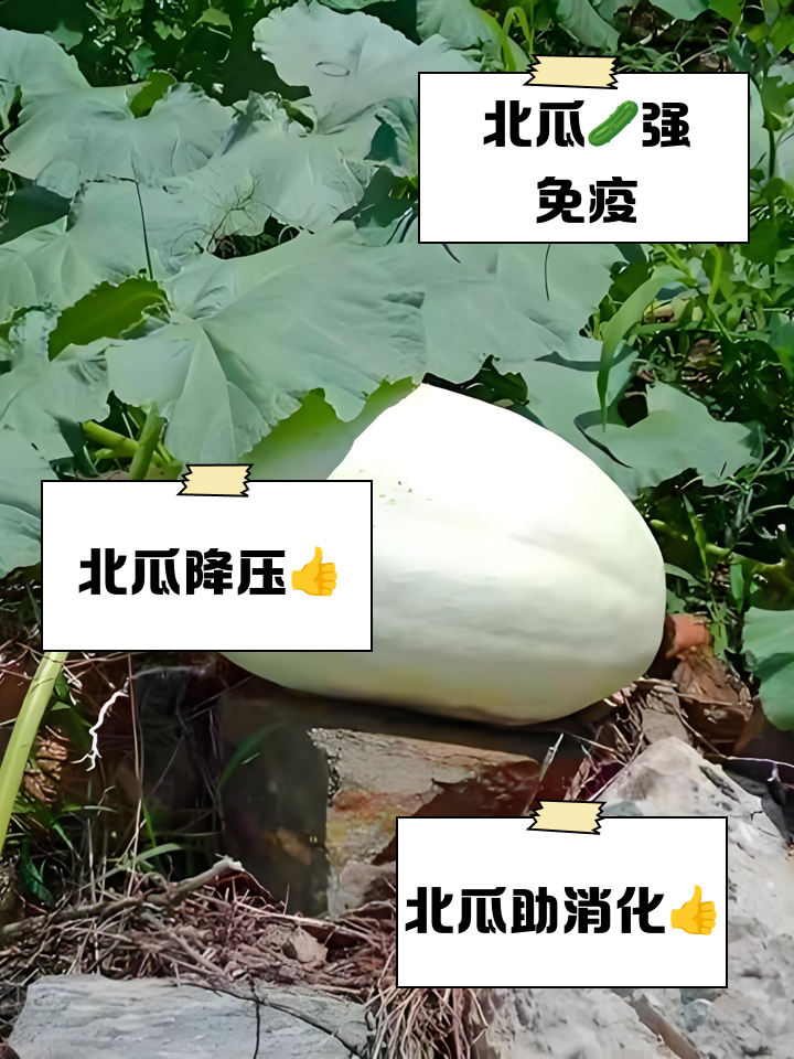 吃北瓜的好处和功效与作用