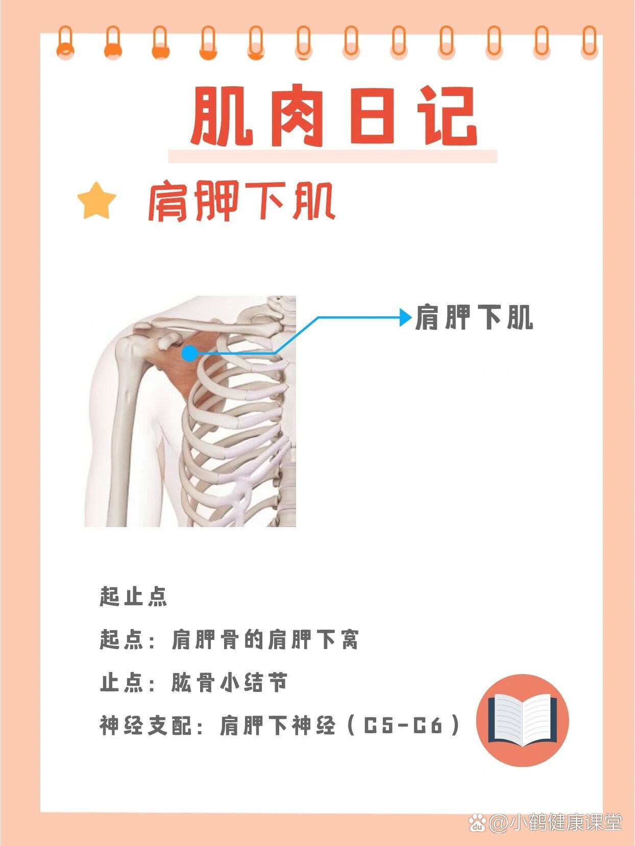 肌肉日记之肩胛下肌