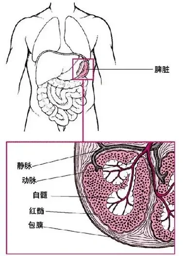 脾是人体最大的周围淋巴器官