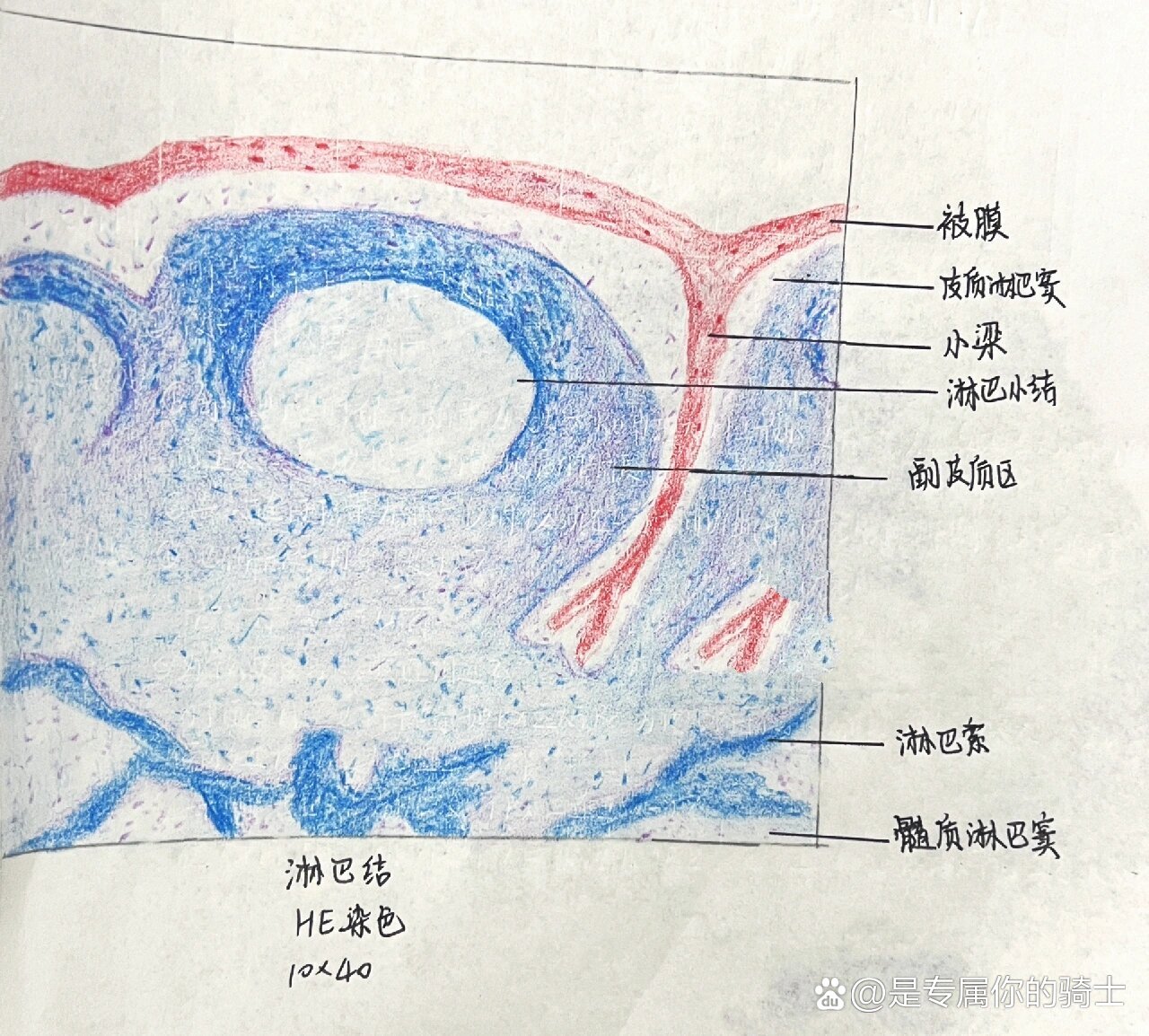 组胚绘图 淋巴结