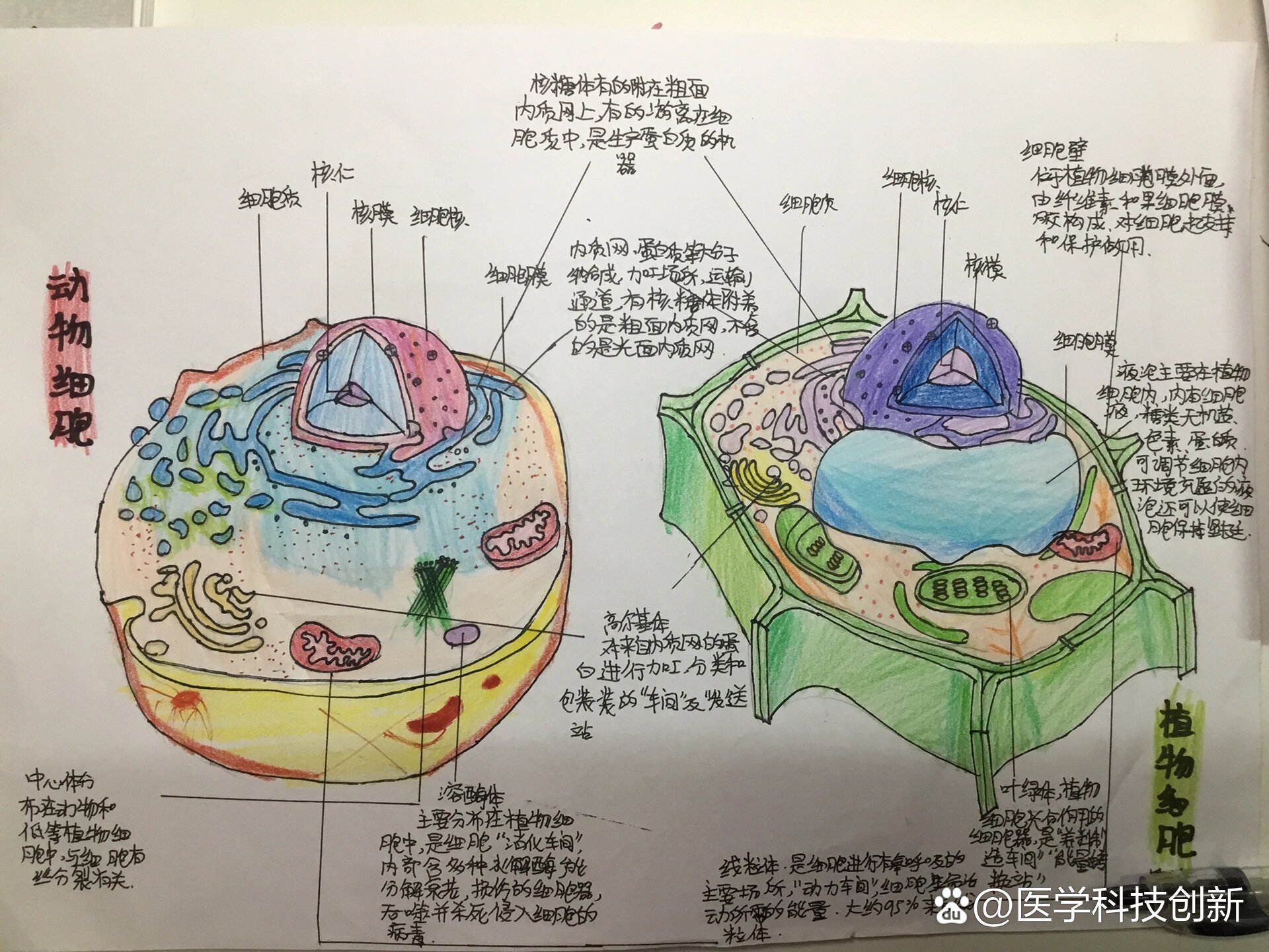 动植物细胞结构比较图图片