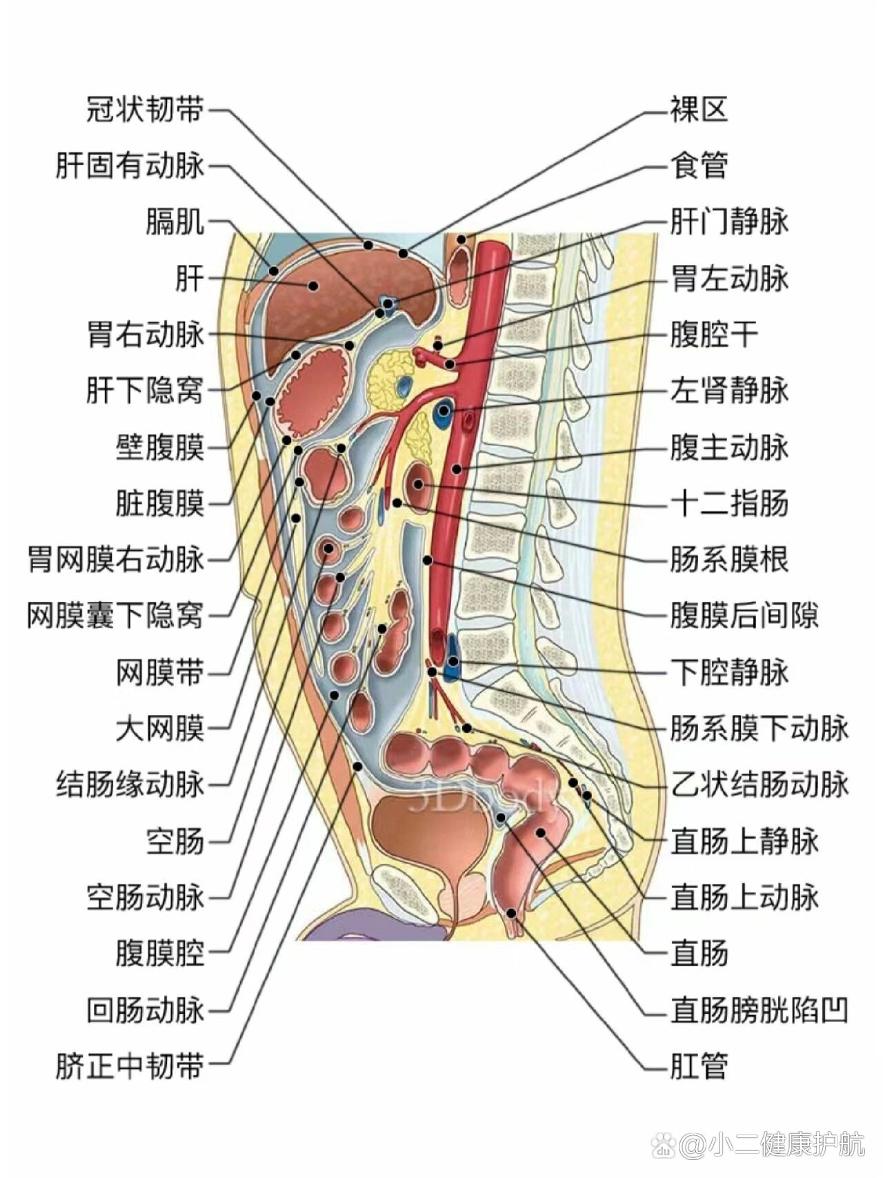 三种腹部解剖图来啦96