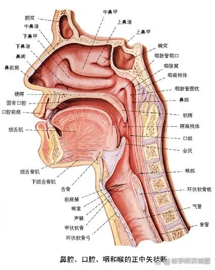 嘴器官图片