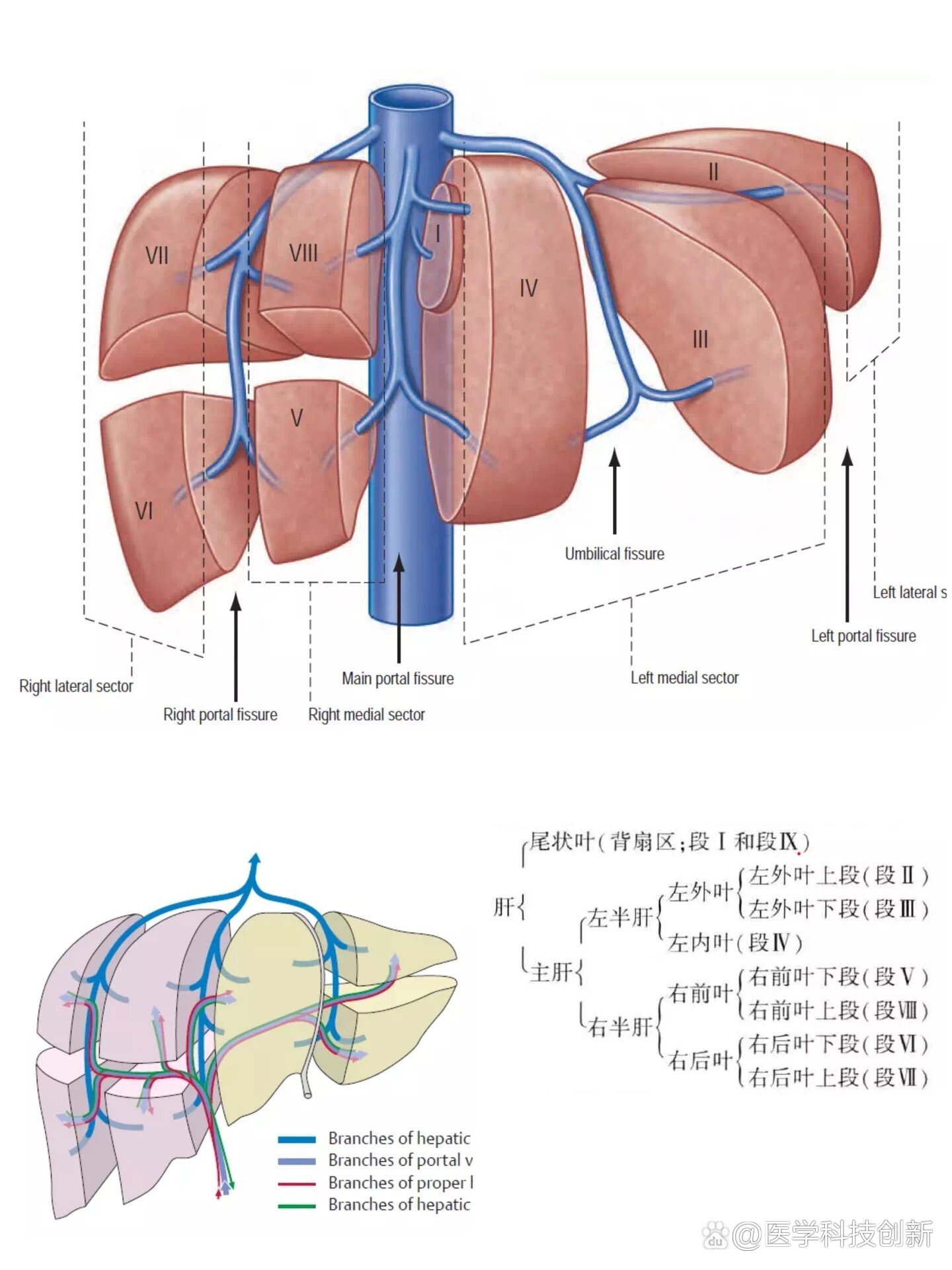 三张图让你了解肝脏的八分段