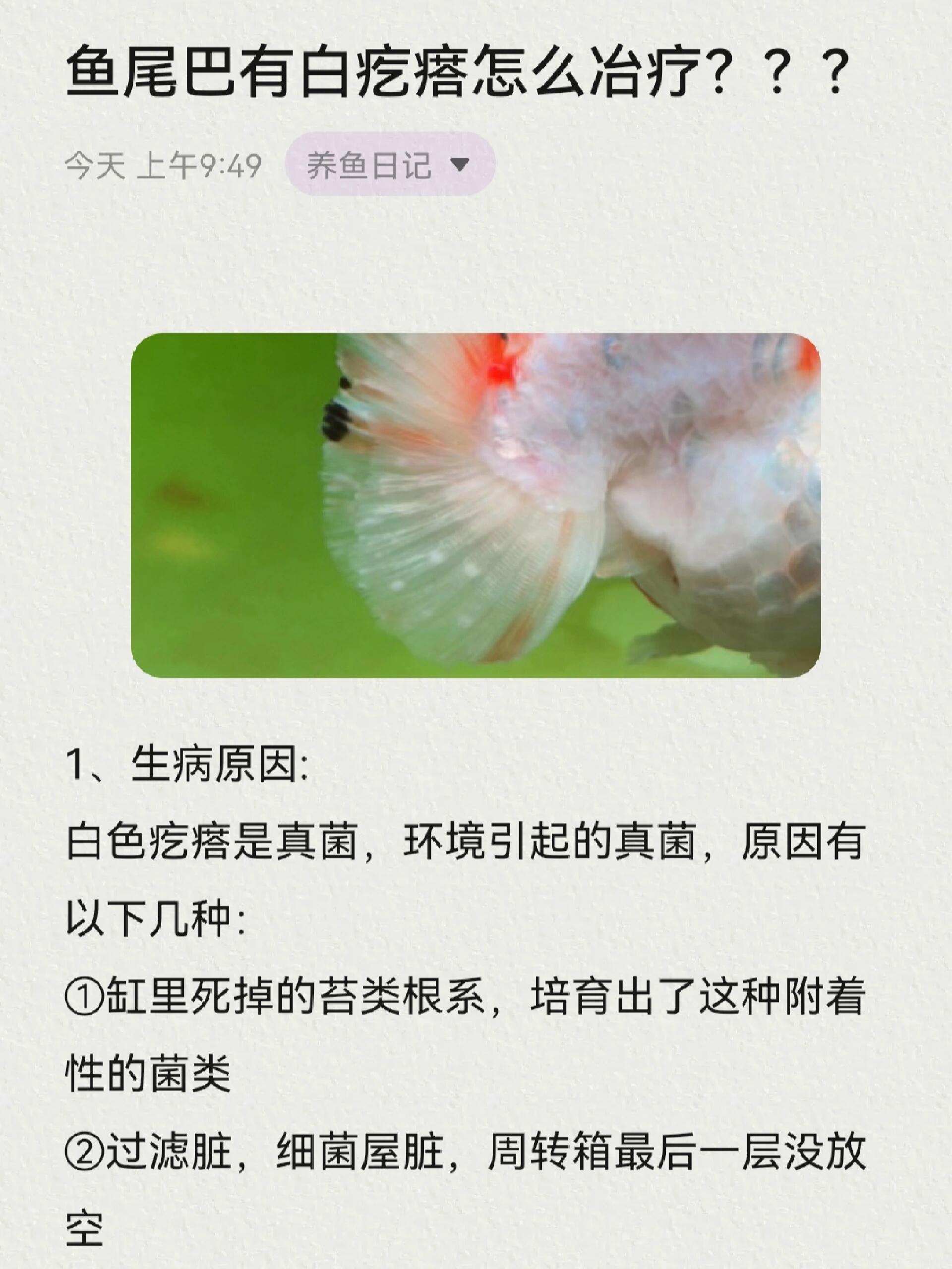 鱼尾巴有白疙瘩怎么冶疗?