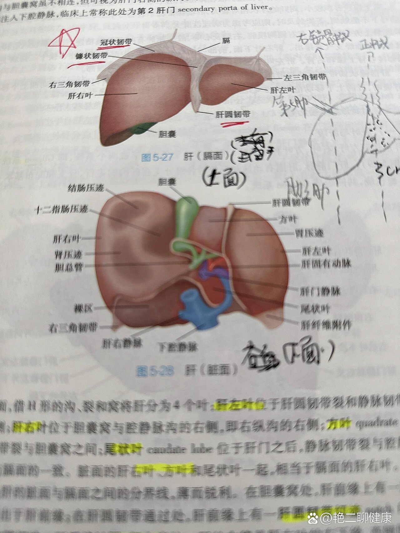 第一肝门的组成图片