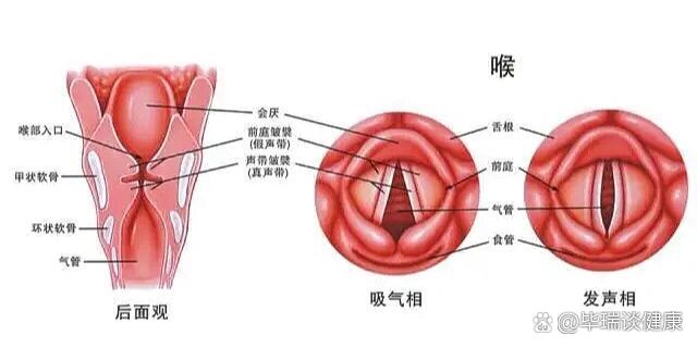 声带断层解剖图片