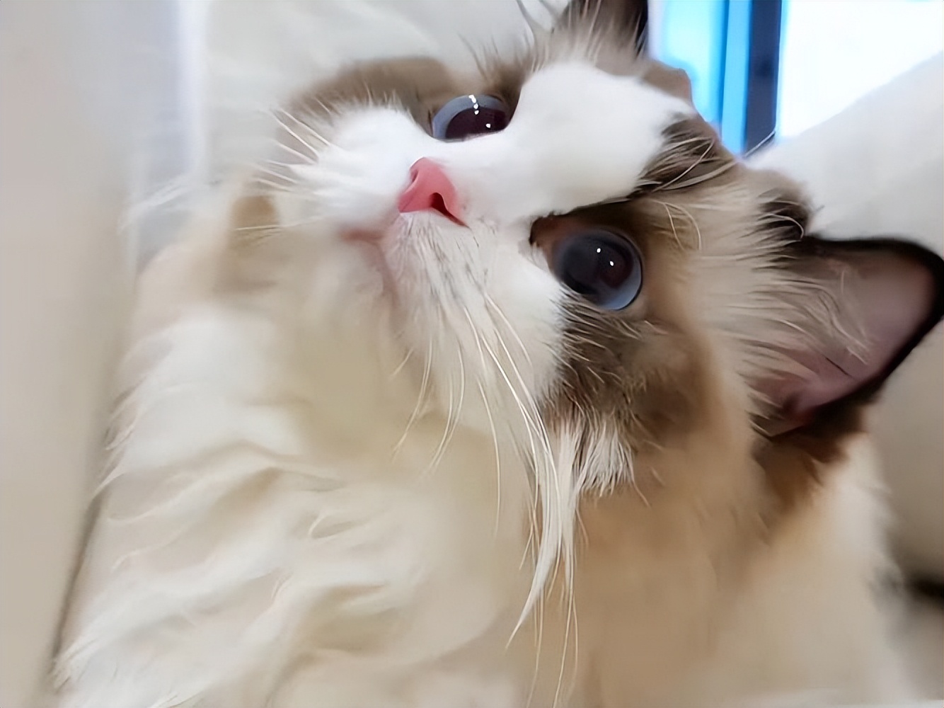 布偶猫几岁开始变老？做好这几点，能让它更长寿！