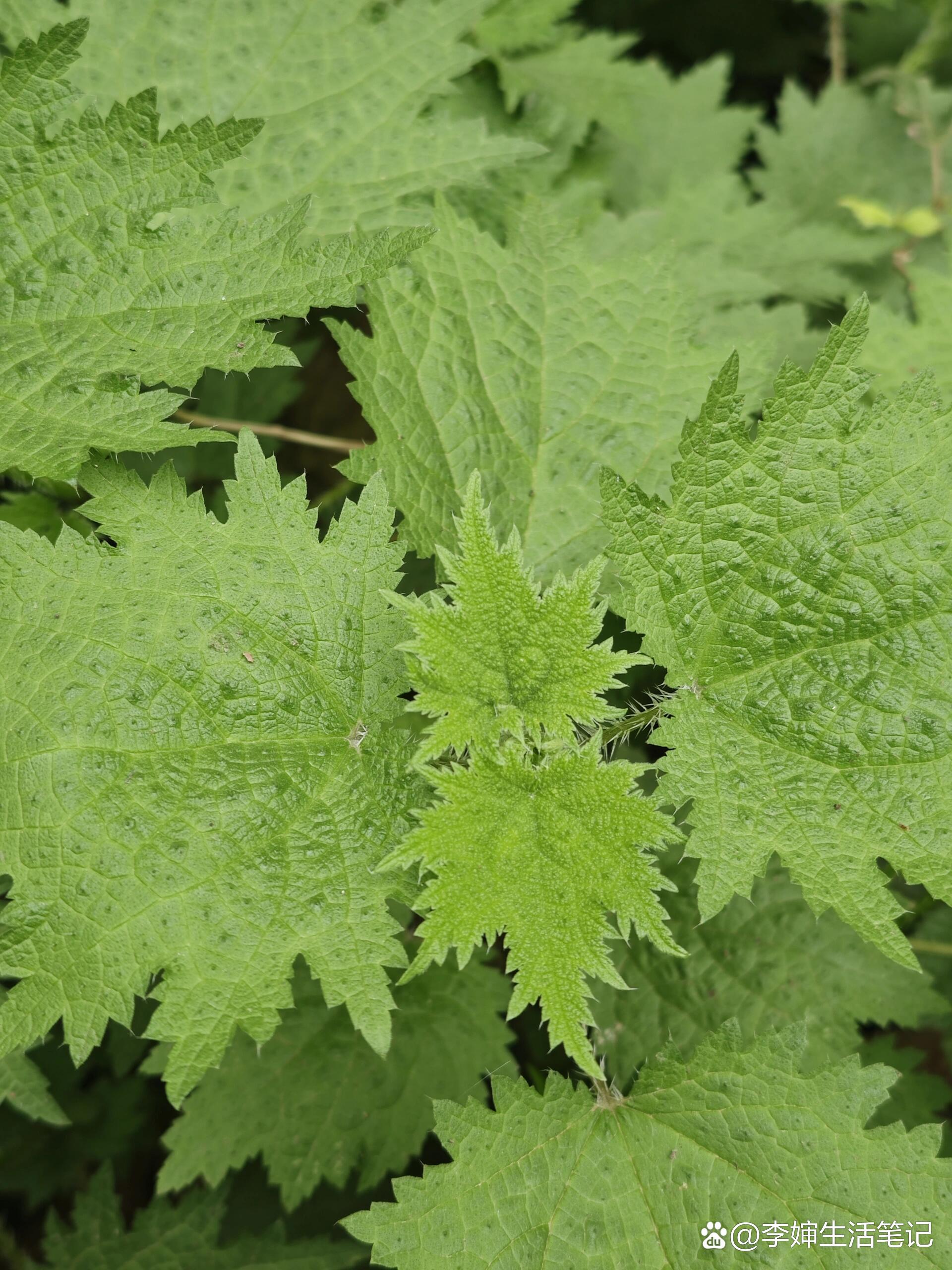 席麻野菜学名图片