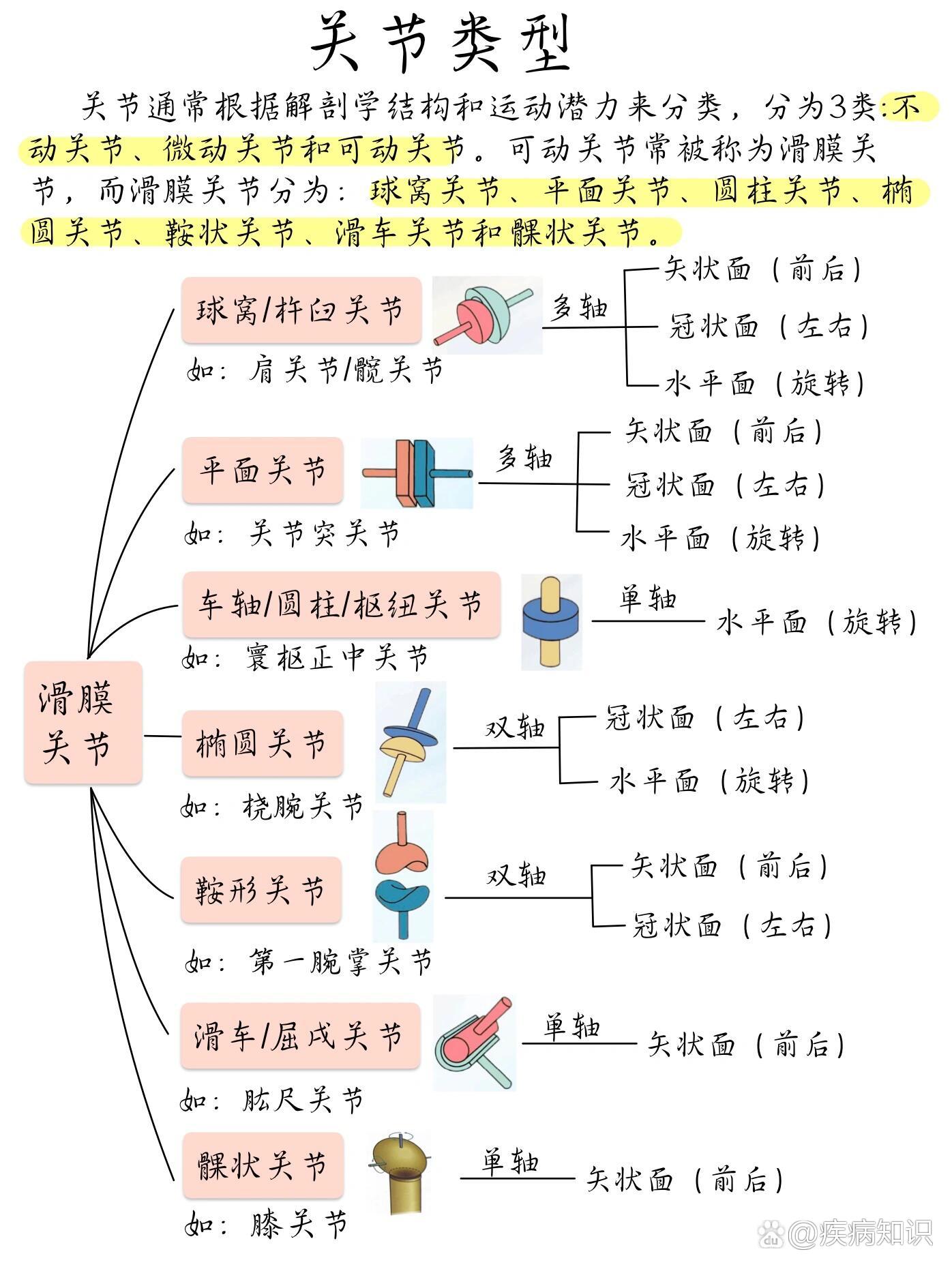 人体有哪些关节图片