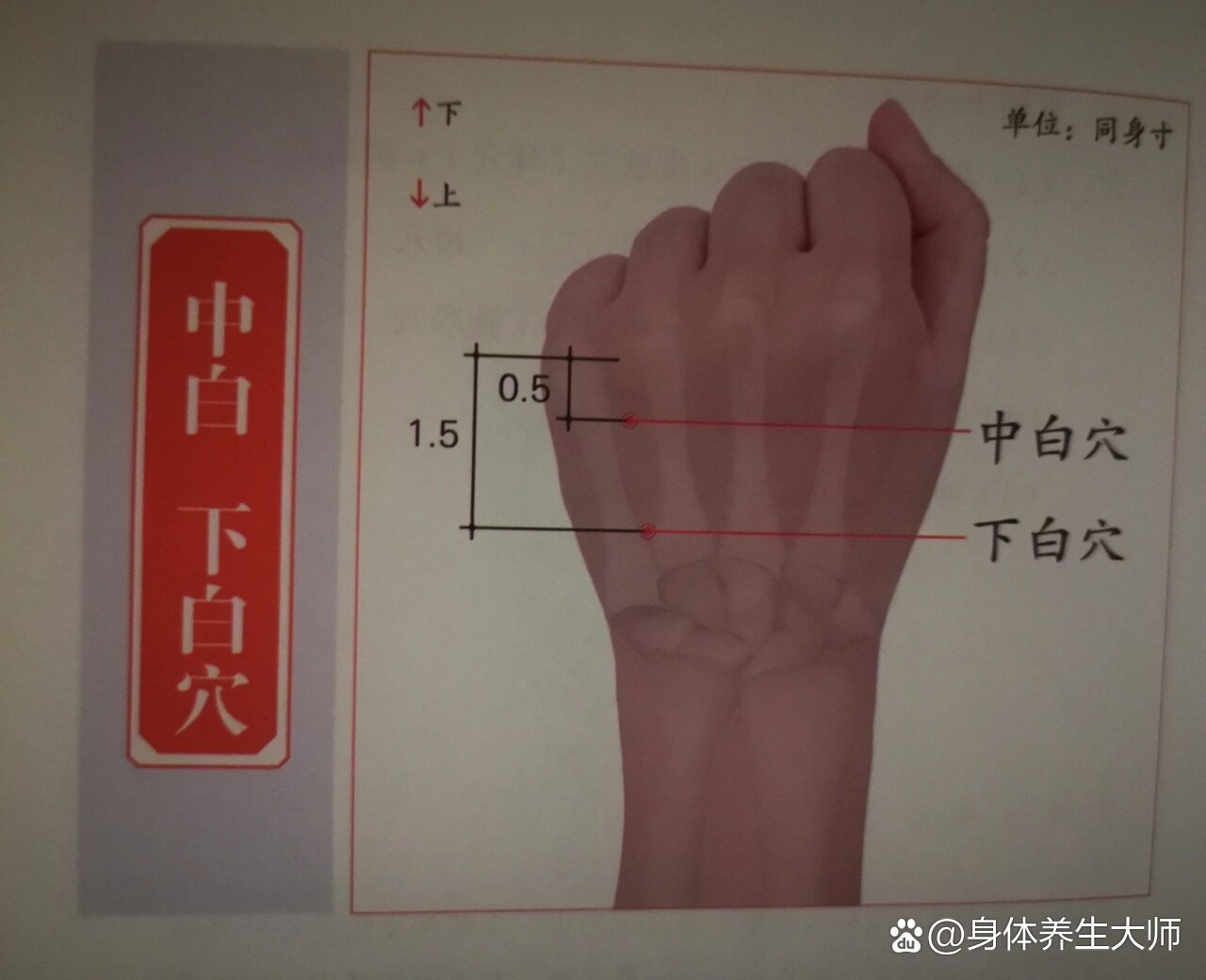 下白的准确位置图图片