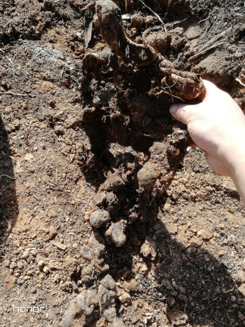 山里大黑药,学名茯苓