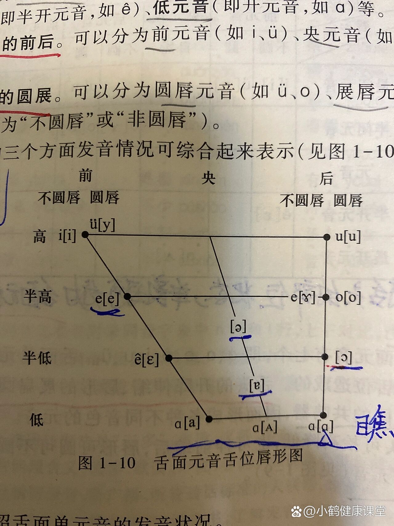 单元音舌位图图片